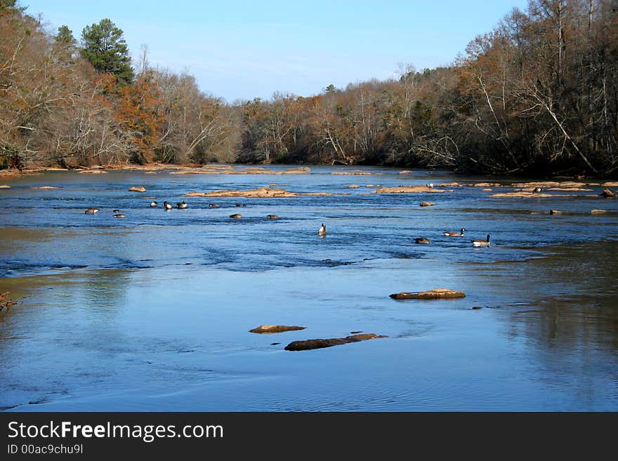 Ducks feeding on river during the winter. Ducks feeding on river during the winter