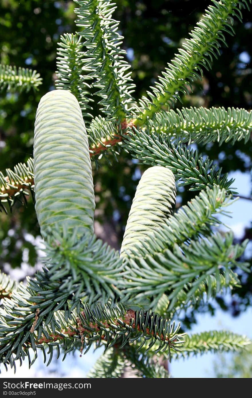 Green cones on the pine tree