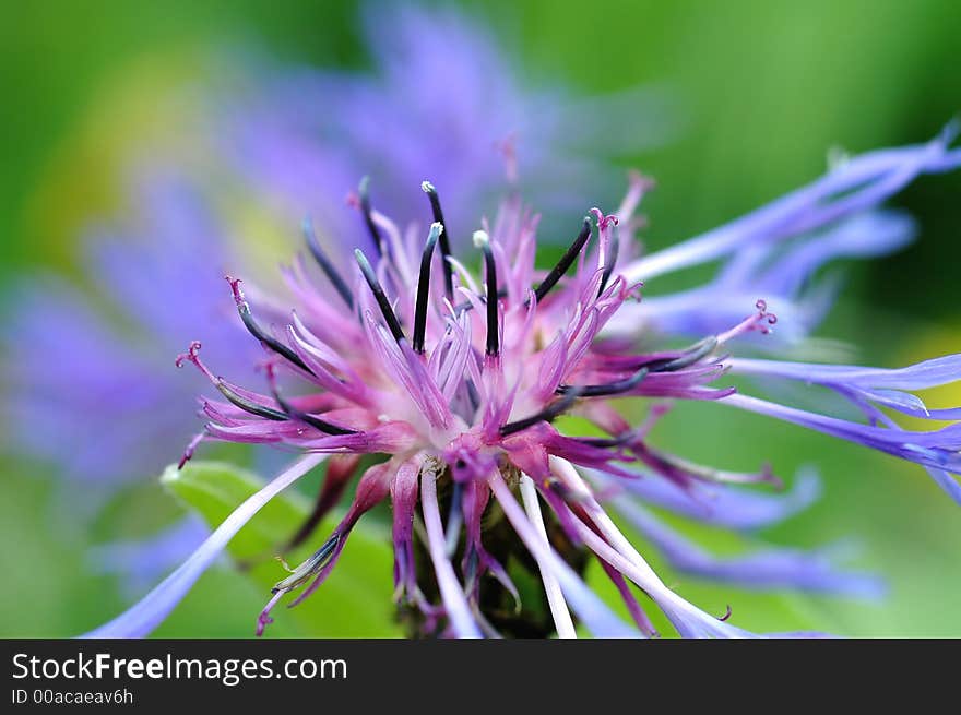 Macro photo of a blue flower