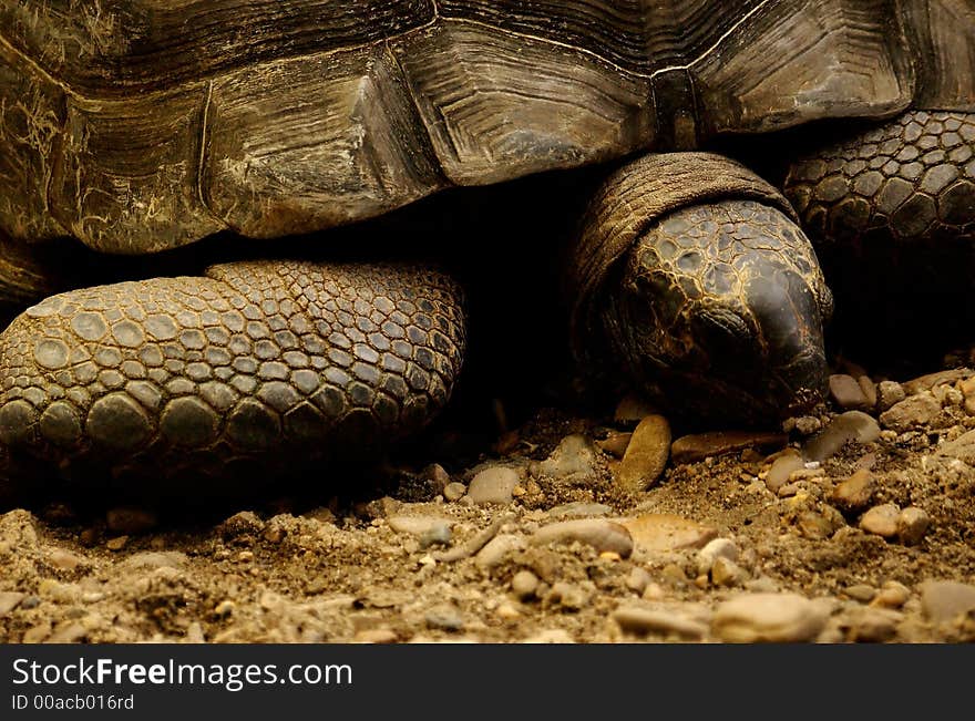 A Turtle lying on the ground .