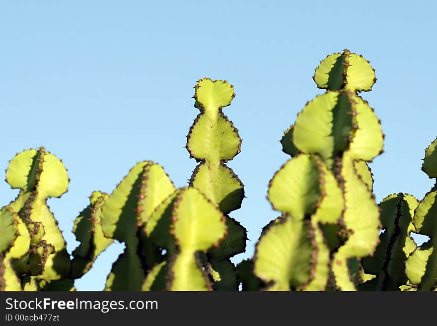 Macro shot of a cactus. Macro shot of a cactus