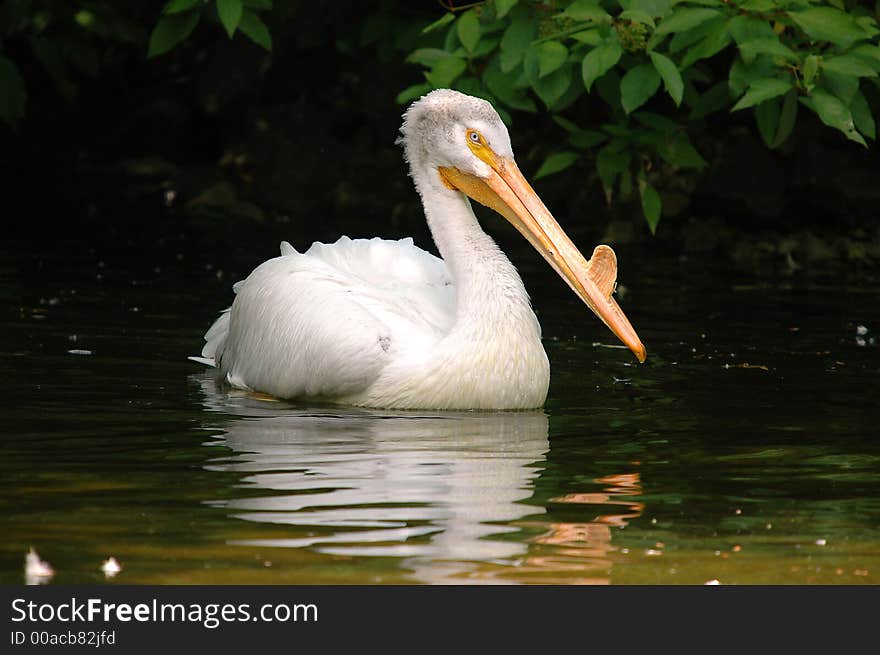 Pelican swimming in lake close-up. Pelican swimming in lake close-up