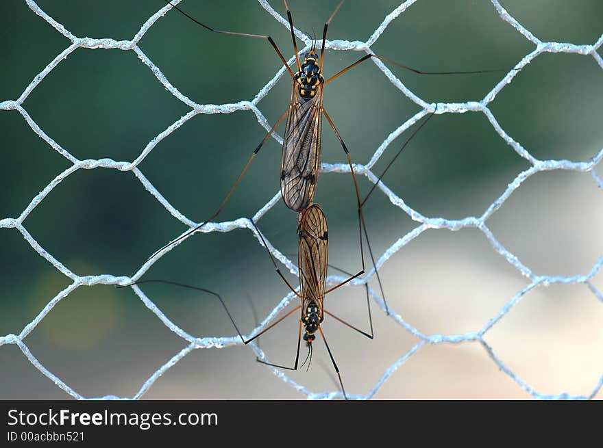 A couple of insect making love