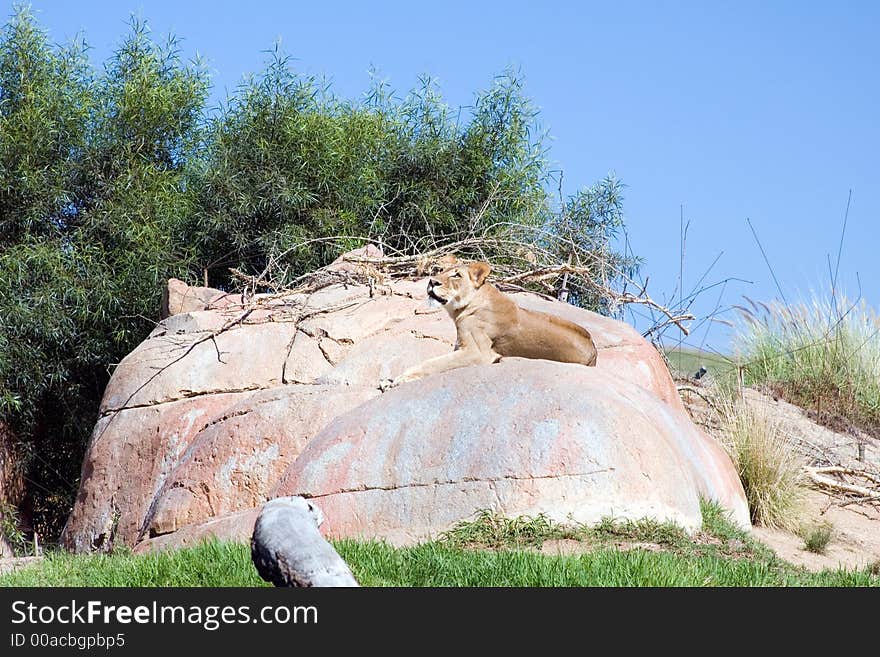 A lion sitting and waiting