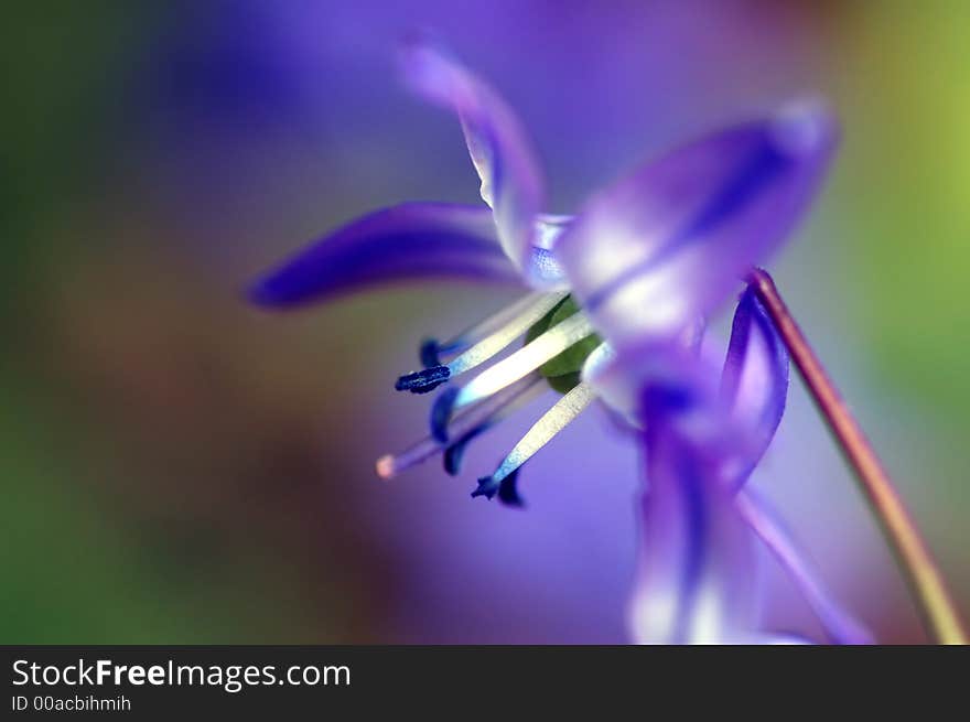 Macro photo of a blue flower