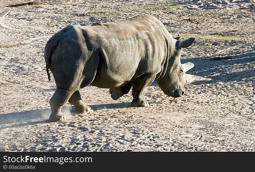 White rhinoceros