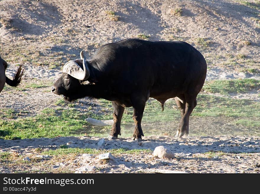 Buffalo standing alone in the desert