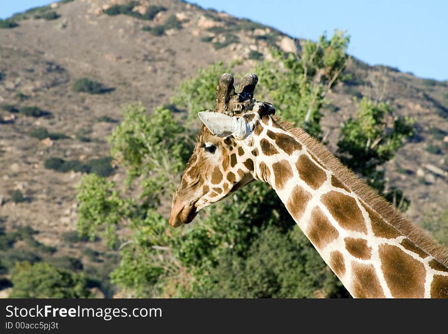 Close up shot of a giraffe. Close up shot of a giraffe