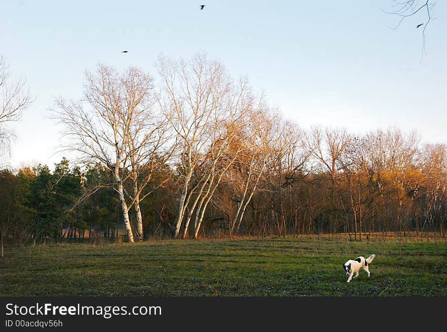 Autumn meadow with dog and trees