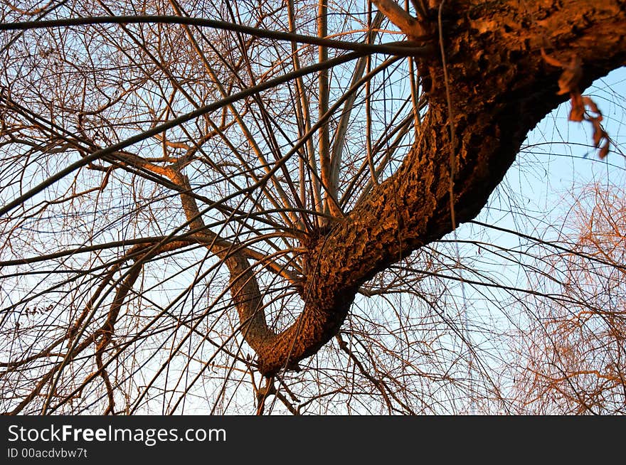 Curved Branch On Sky Background