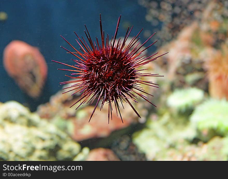 Close-up of Red Sea-urchin. Close-up of Red Sea-urchin