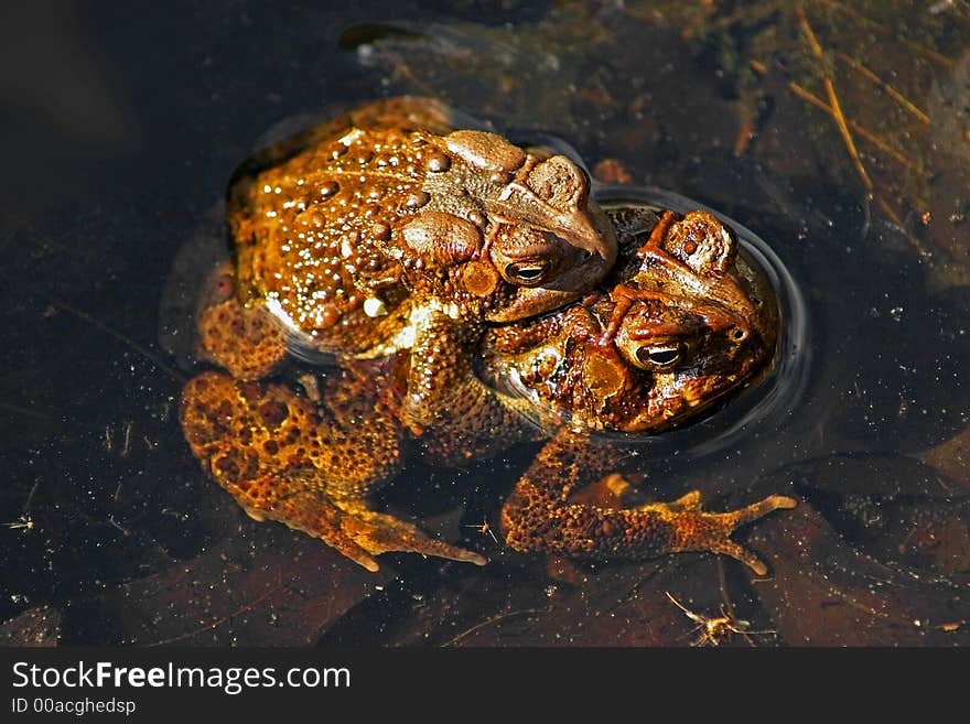 Two frogs mating in the water - York County, Pennsylvania. Two frogs mating in the water - York County, Pennsylvania