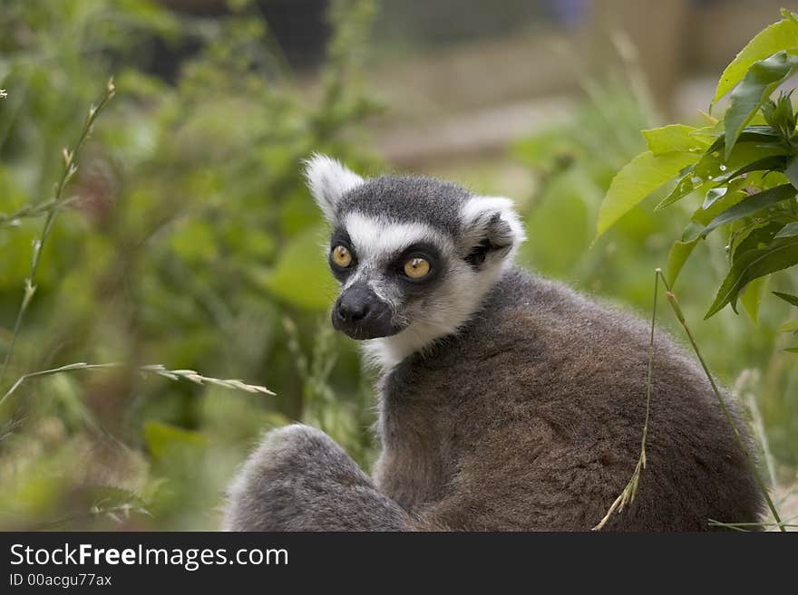 An endangered Ring-tailed Lemur. An endangered Ring-tailed Lemur.