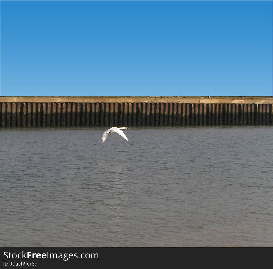 Background showing lonely swan returning home