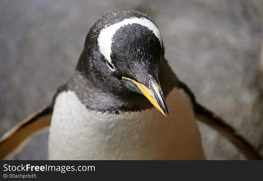 Penguin 3