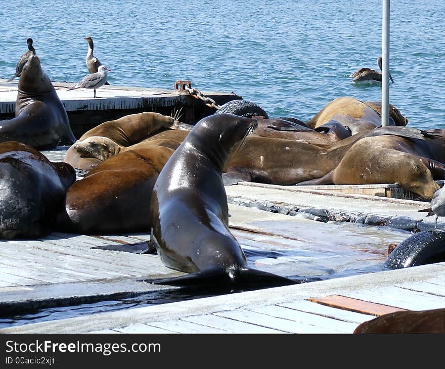 Group of seals and sea lions laying on a dock. Group of seals and sea lions laying on a dock