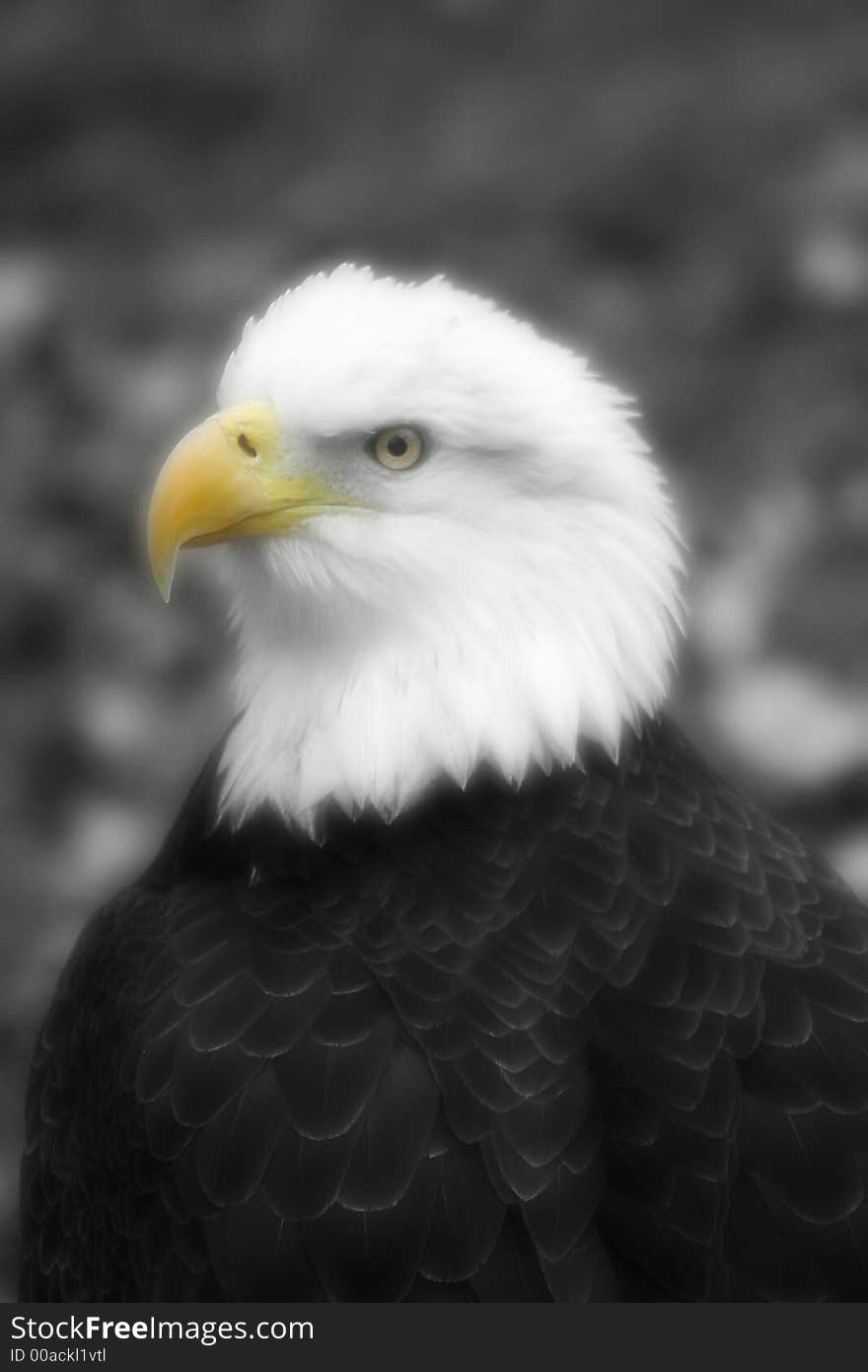 Photo image of an eagle
edited to create a black and white background, and soften