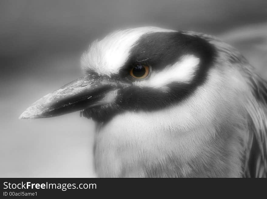 Photo image of a bird edited for black and white