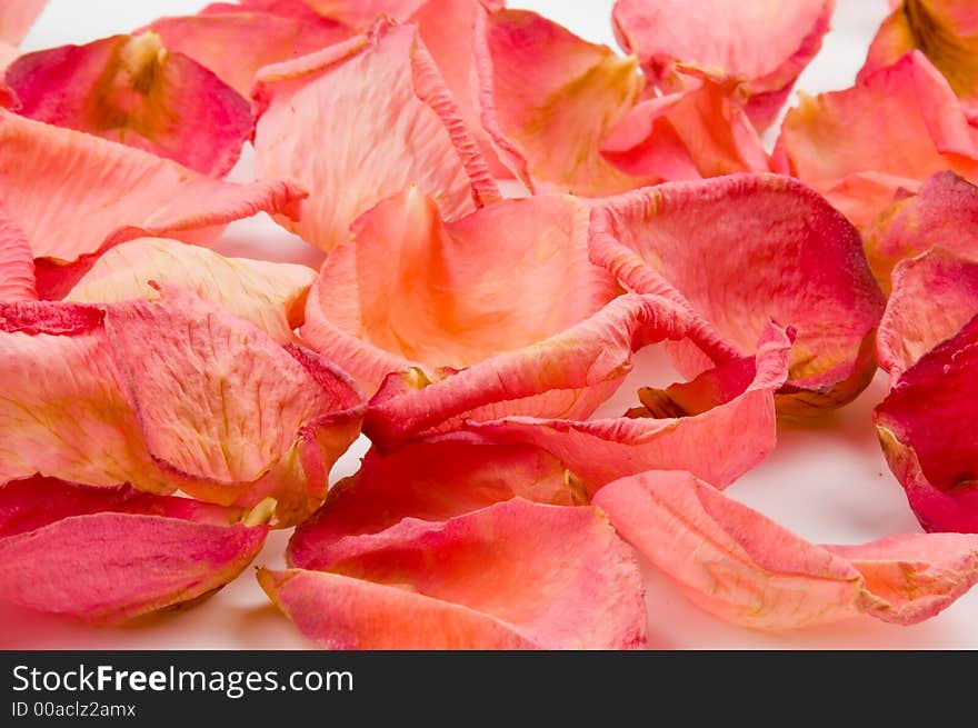 Scattered red rose petals over white background