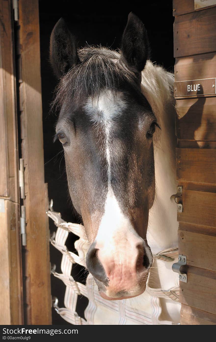 A horse looking out from the stable door. A horse looking out from the stable door