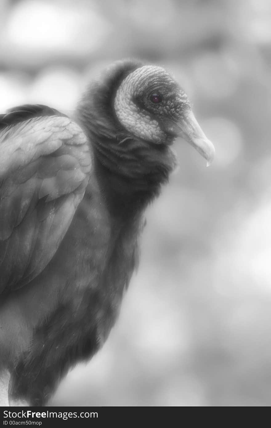 Photo image of a vulture
edited black and white with a soft elegant focus