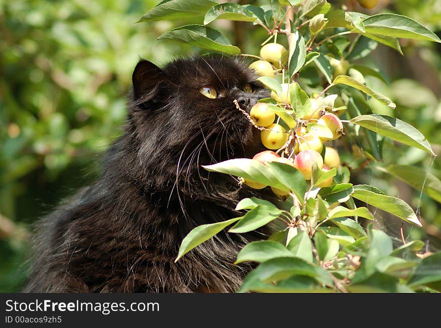 Persian brown cat and apples