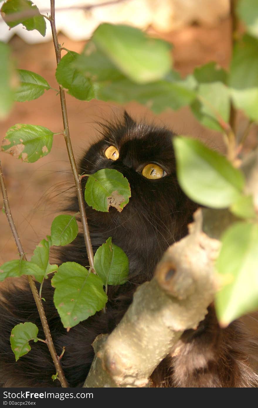 Persian brown cat and apples. Persian brown cat and apples