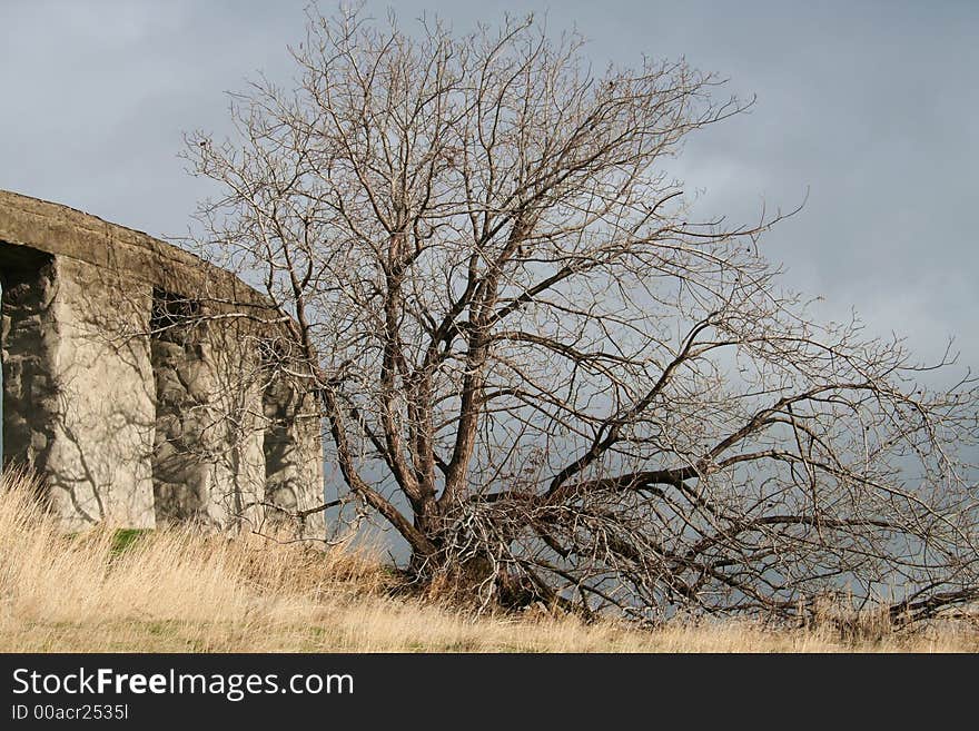 Tree and Stone Wall