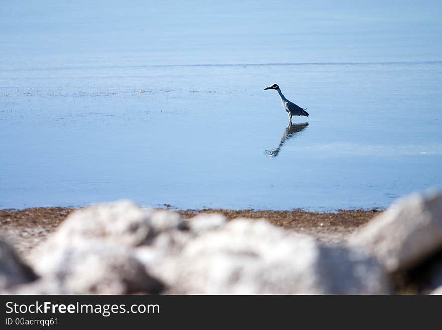 Shoreline with wading bird