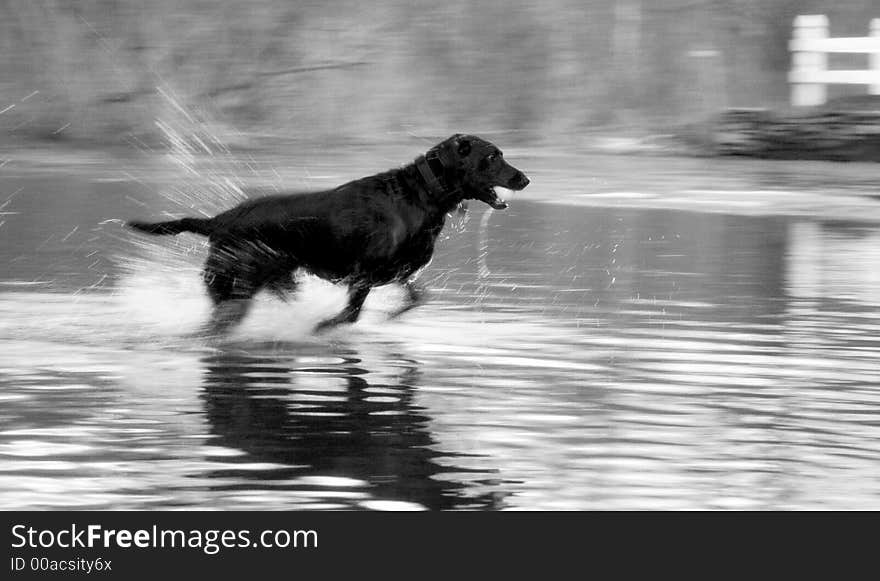 A Black Lab bred to perform its greatest trait, retrieving from water. A Black Lab bred to perform its greatest trait, retrieving from water