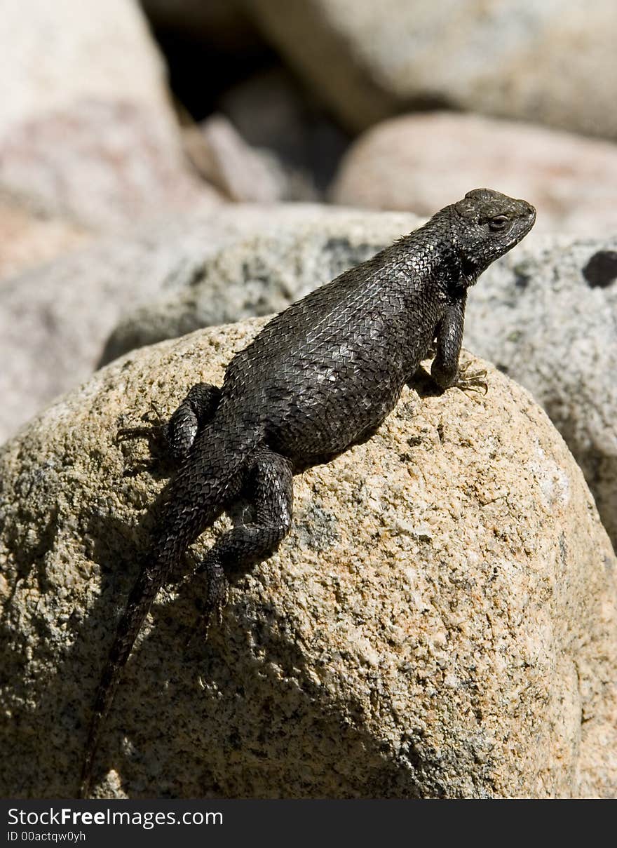 Eastern washington lizard