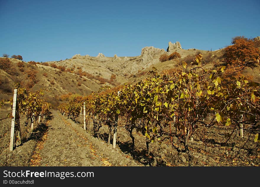 Autumn vineyard