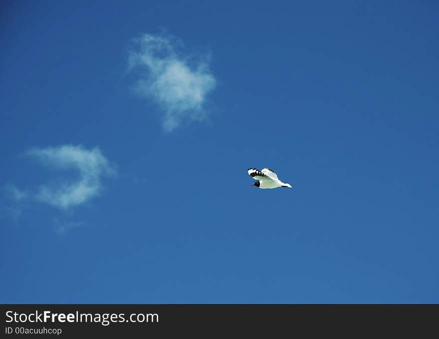 Mountain lapwing