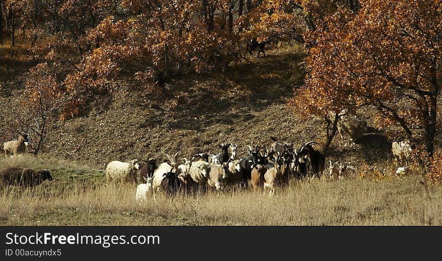 Sheeps on the trail in Crimea