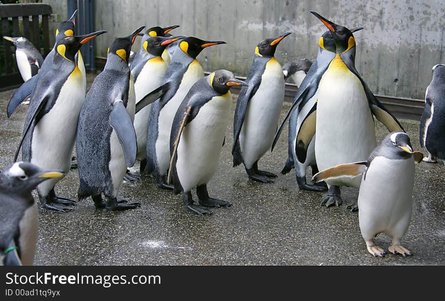 Bunch of Nice King Penguins. Bunch of Nice King Penguins