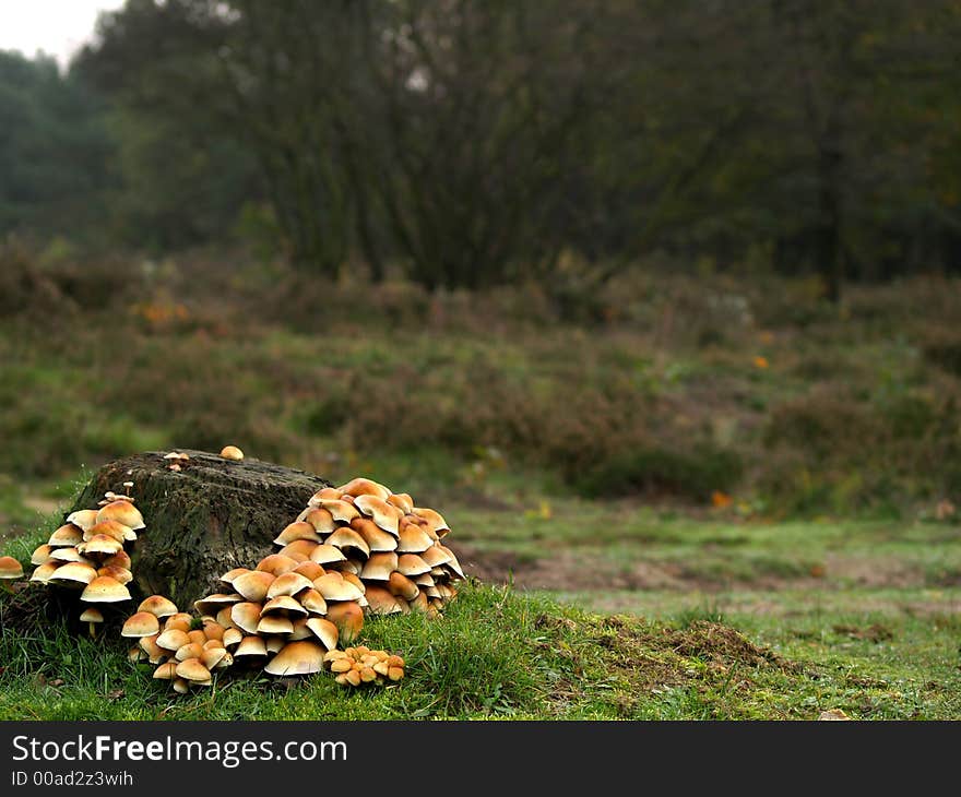 Lots of toadstools around a treetrunk