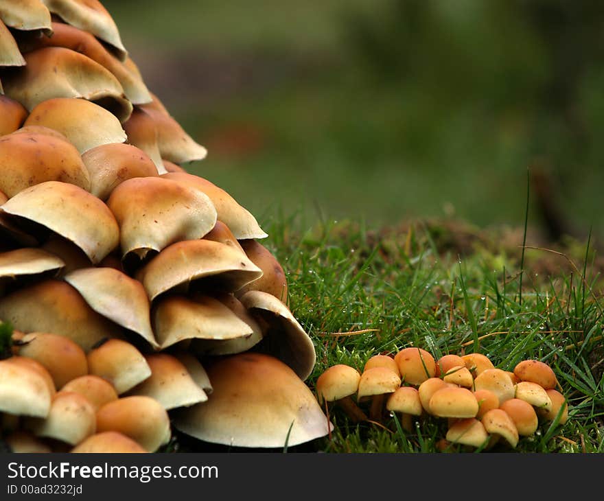 Lots of toadstools around a treetrunk