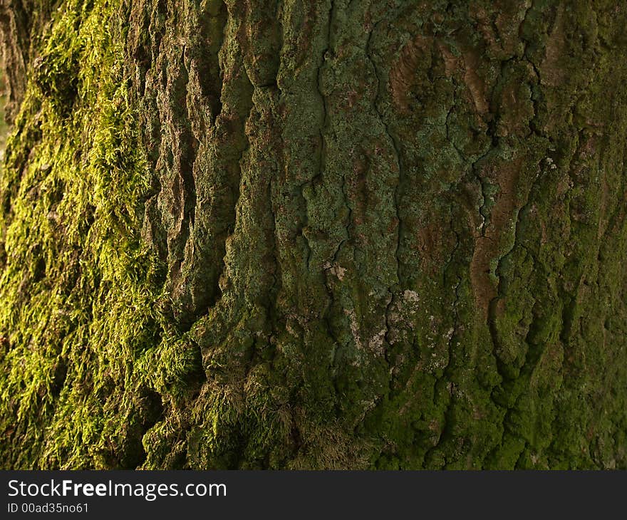 A treetrunk useable as a background