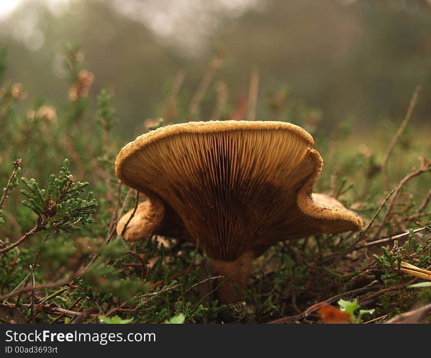 A lonely mushroom in a forest. A lonely mushroom in a forest