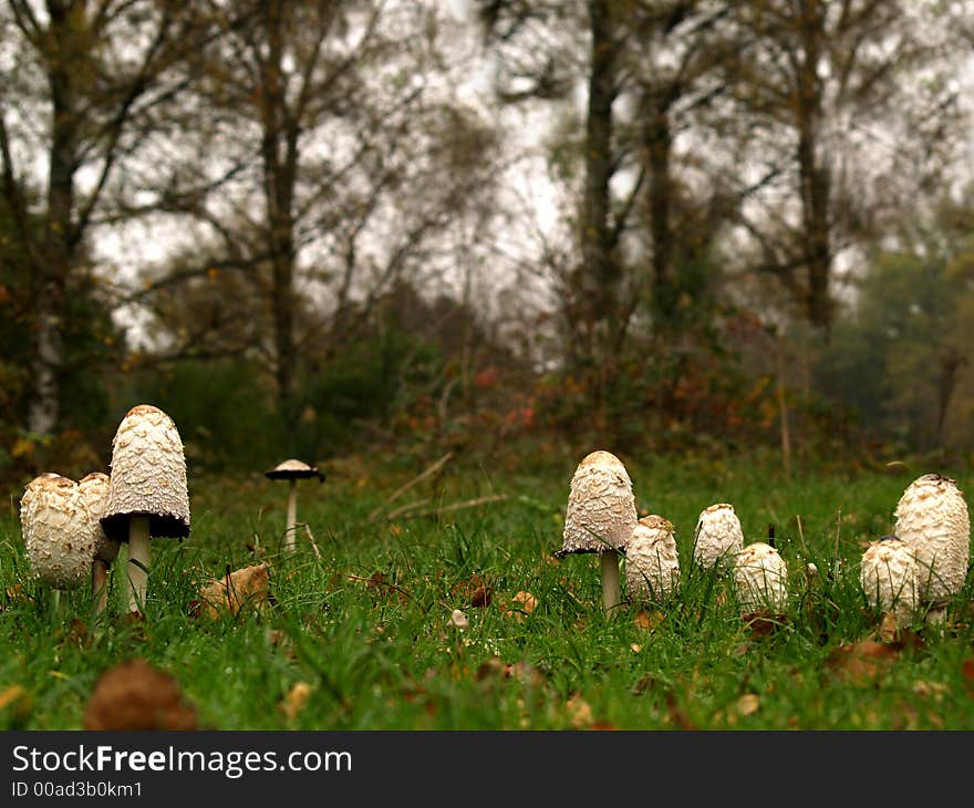 Lots of toadstools in a forest