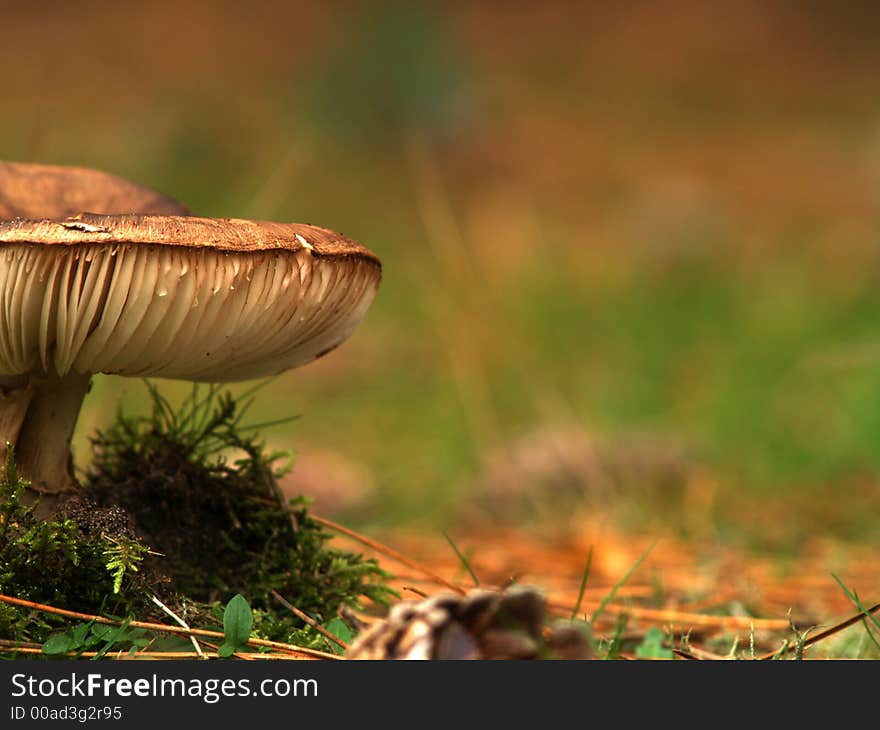 A lonely toadstool in a forest