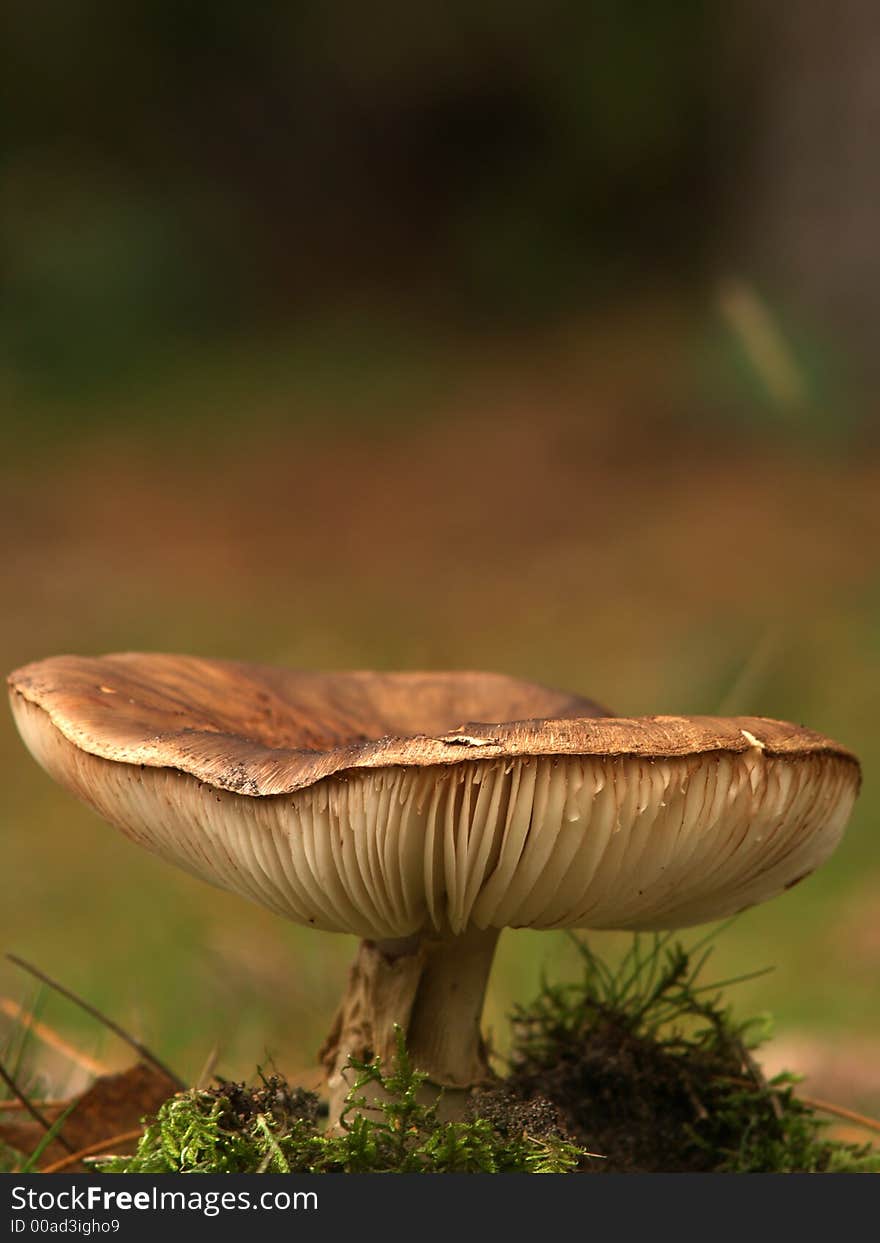 A lonely toadstool in a forest