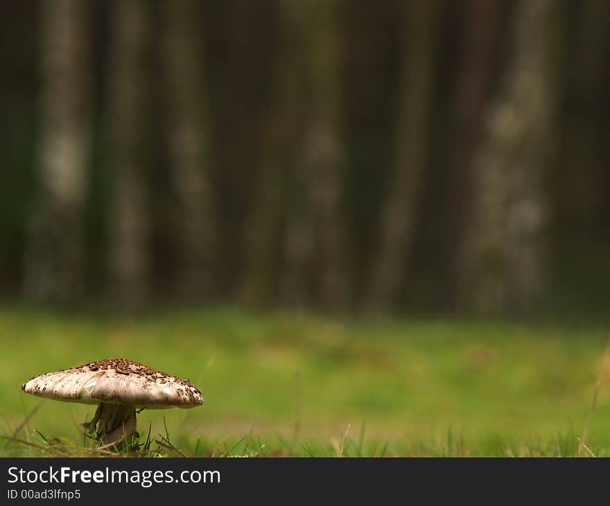 A lonely toadstool in a forest