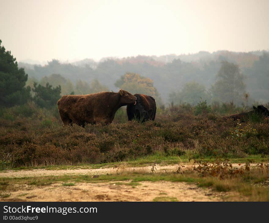 Highland bulls in an autumn landscape