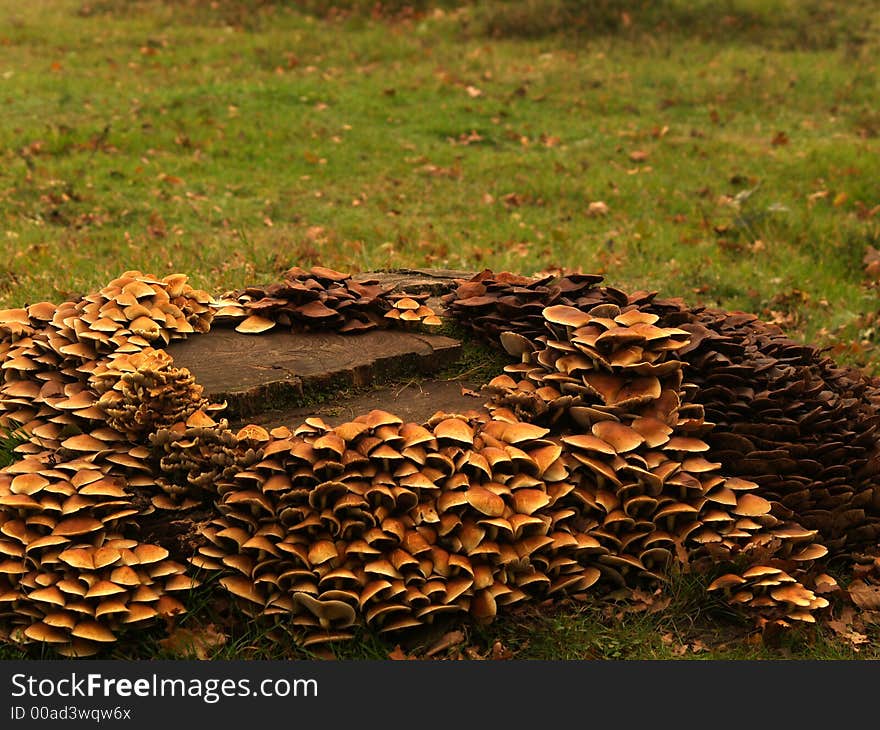 Toadstools around a treetrunk