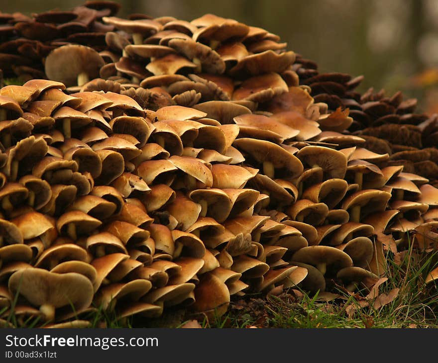 Lots of toadstools around a treetrunk