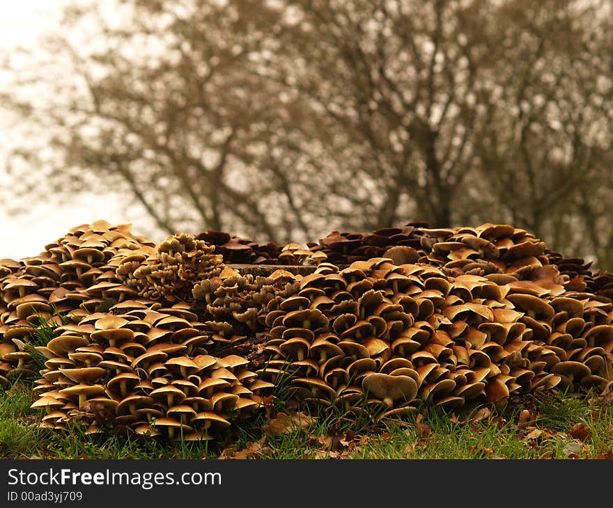 Toadstools Around A Treetrunk