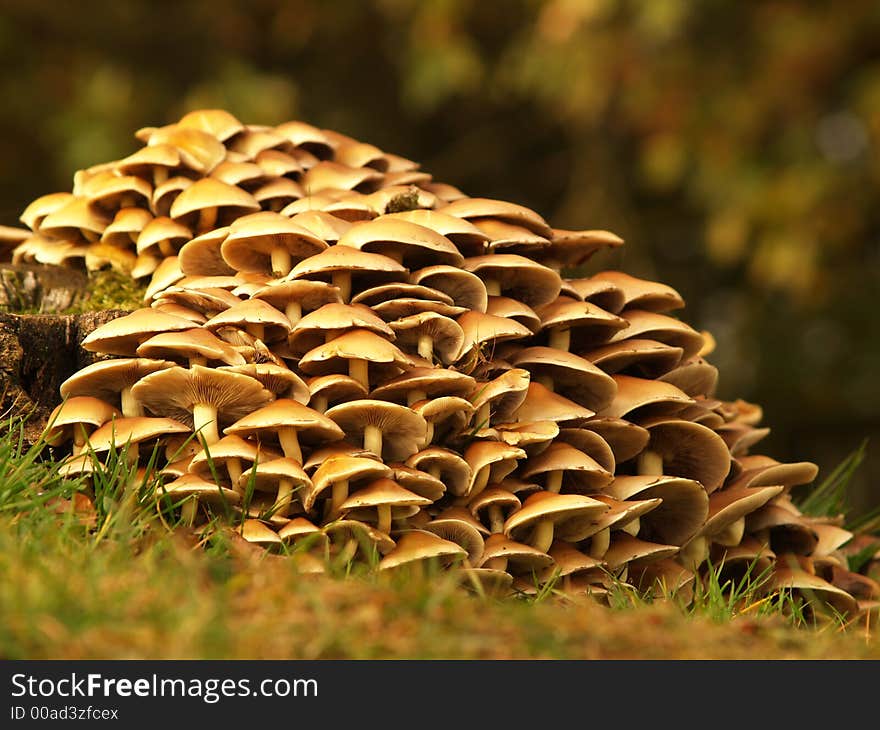 Toadstools around a treetrunk