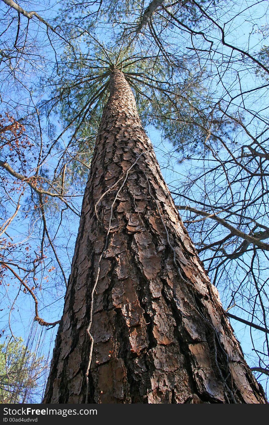 Giant old pine tree shot from ground level. Giant old pine tree shot from ground level