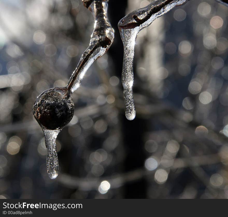 Ice on a berry and icicles forming